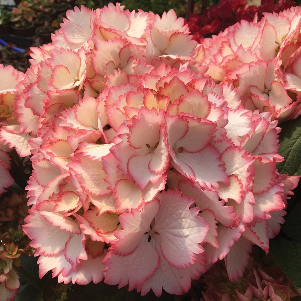 Homebase Uk Karma's Latest Coupons & Cashback 2024