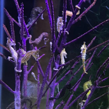 Foxy Saltwater Tropicals