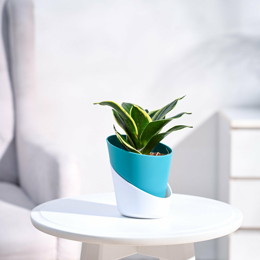 Snake Plant - Golden Hahnii