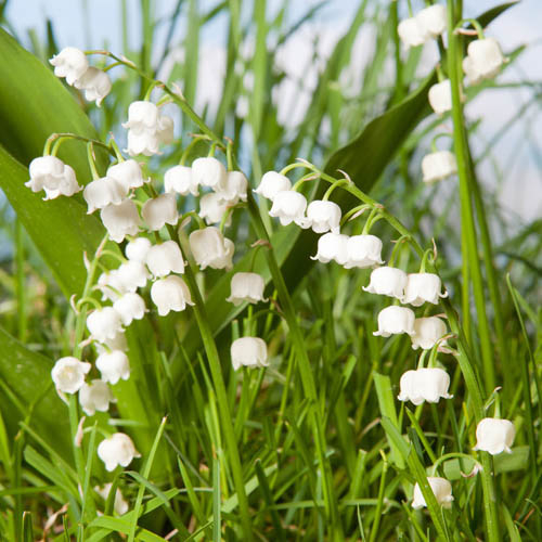 Lily of the Valley, Convallaria majalis Perennial Plant in 9cm Pot