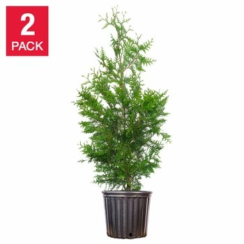 Perfect Plants Nursery