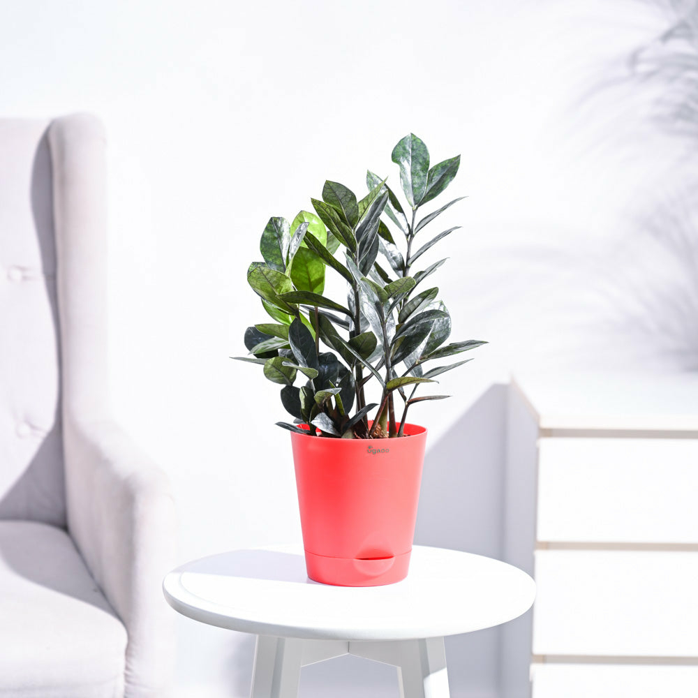 Zamia ZZ Black Plant